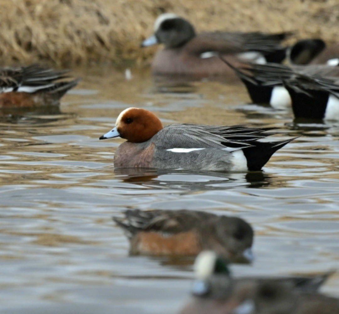 Eurasian Wigeon - ML650459732