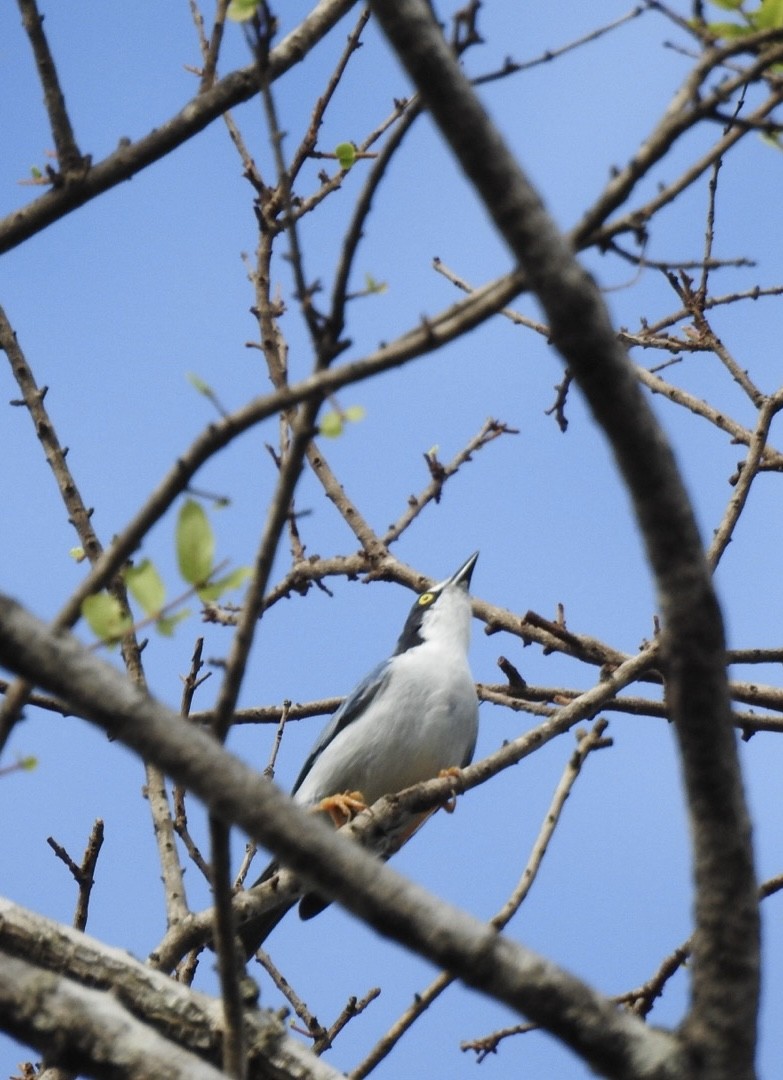 Hooded Tanager - ML650459805