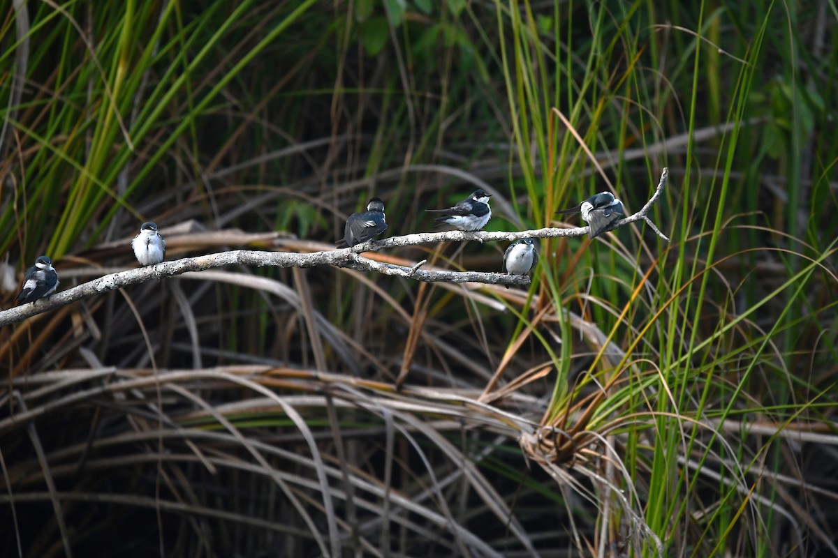 Білозорка мангрова - ML650459806