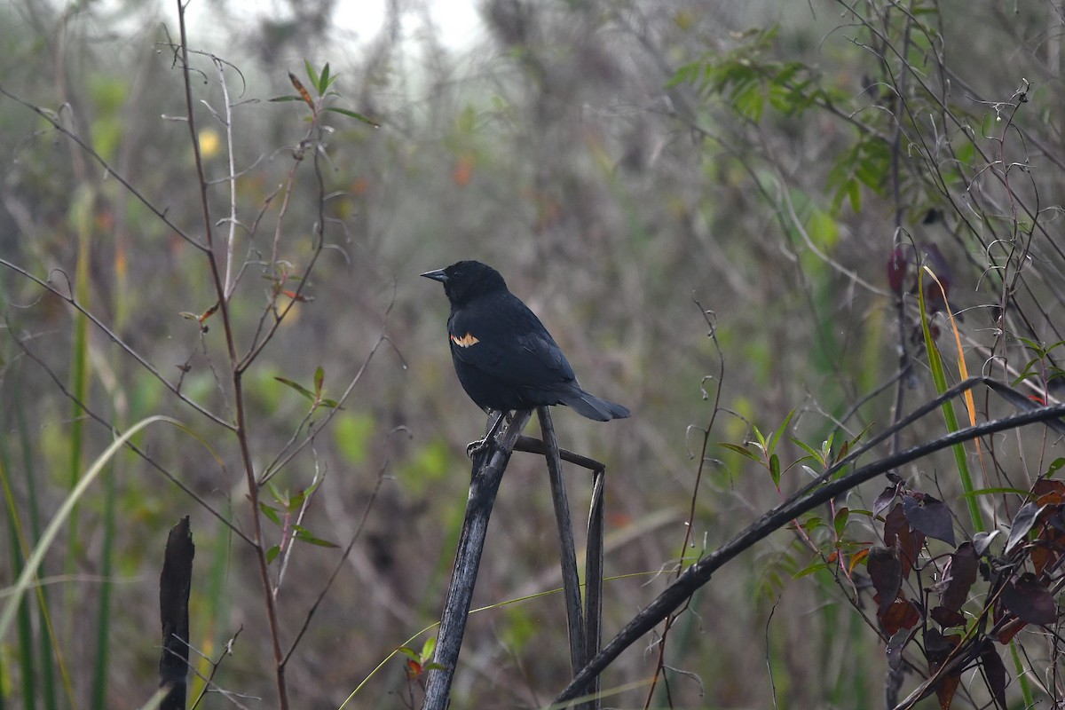 Еполетник червоноплечий - ML650459813