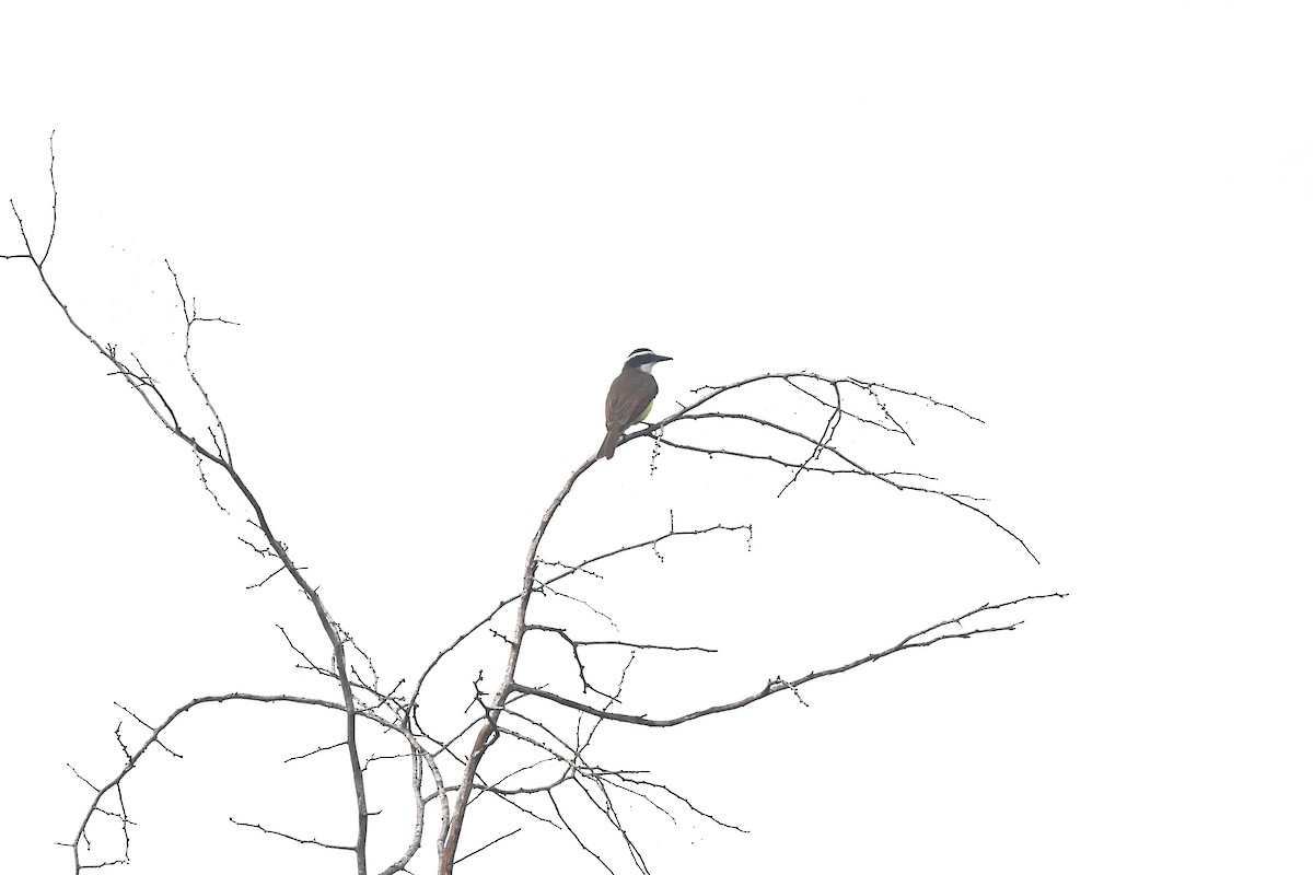 Great Kiskadee - ML650459994