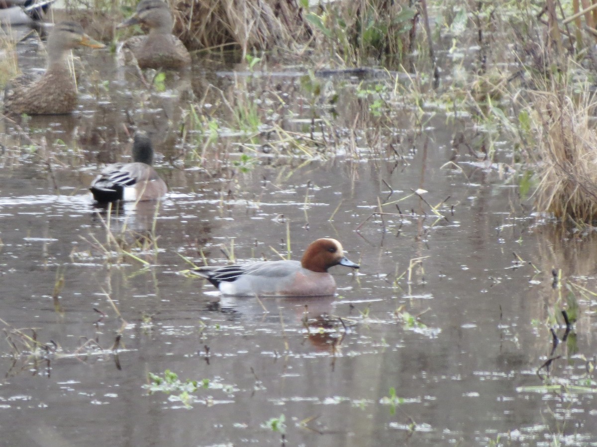 ヒドリガモ - ML650460069