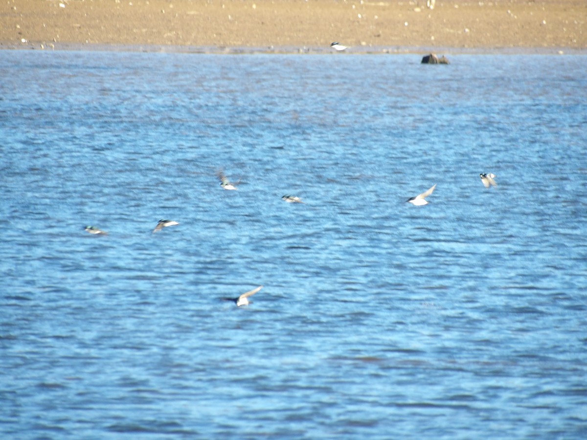 Древесная ласточка - ML650460070