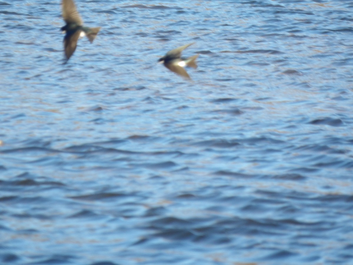 Древесная ласточка - ML650460071