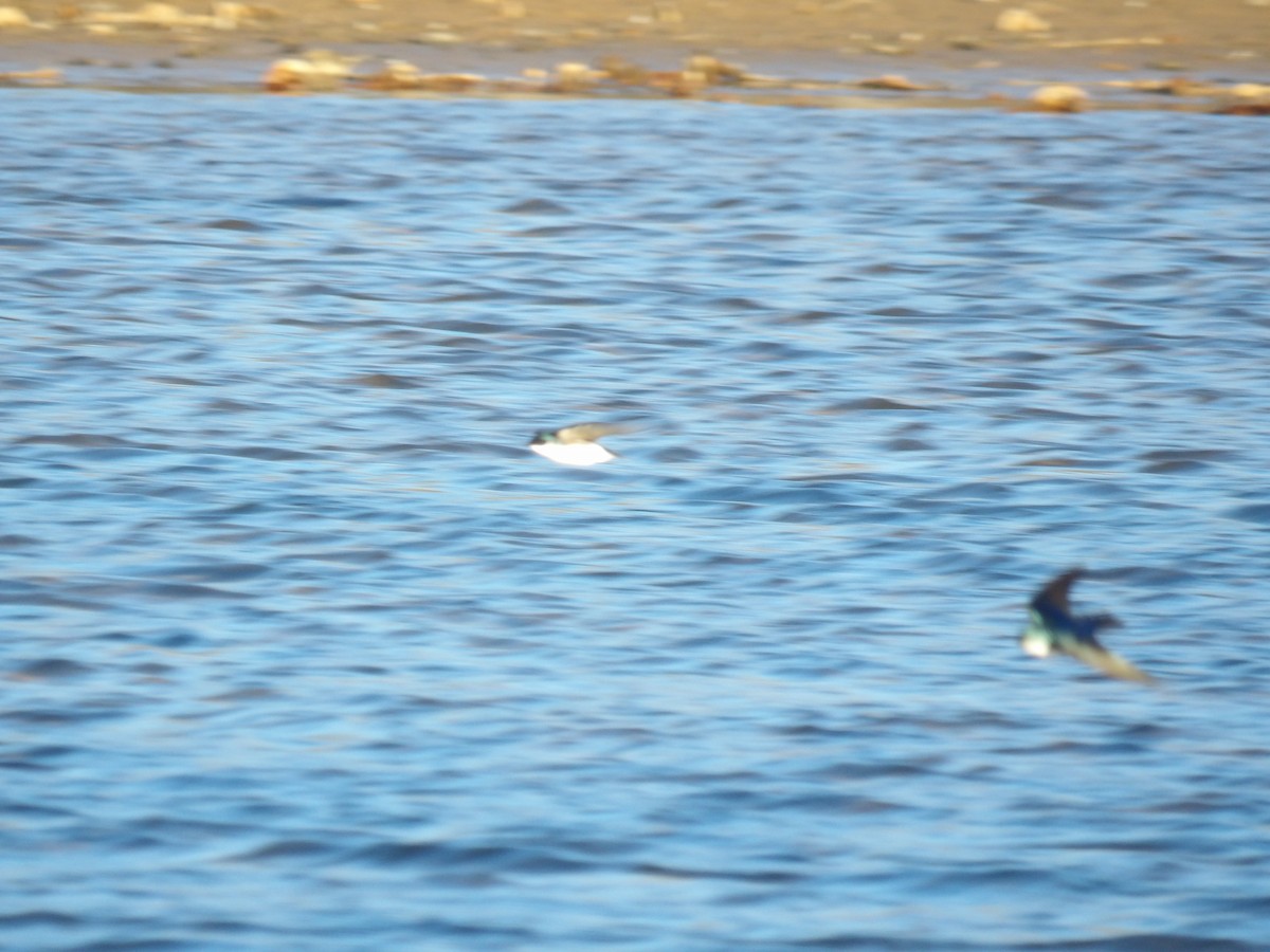 Древесная ласточка - ML650460072