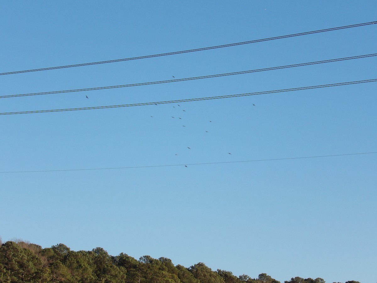 Древесная ласточка - ML650460073