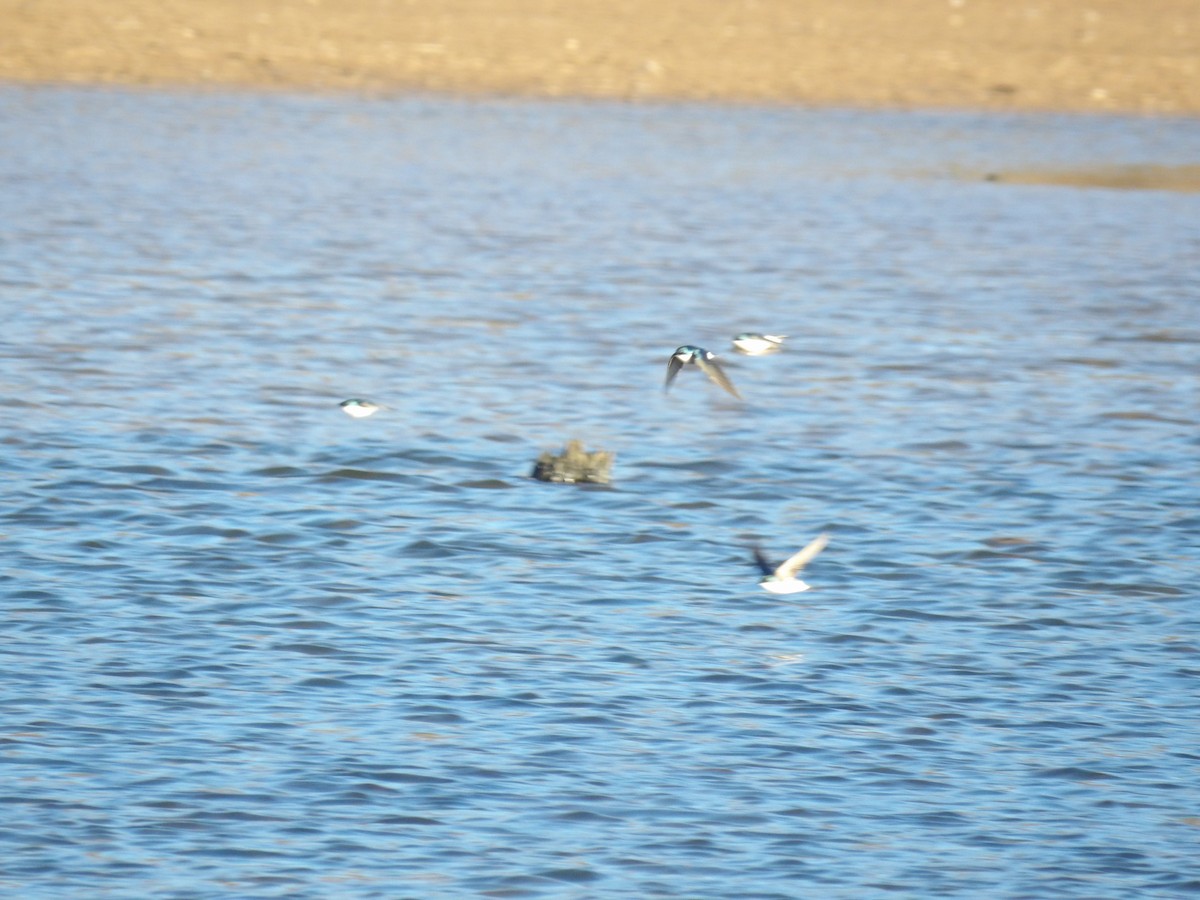 Древесная ласточка - ML650460074