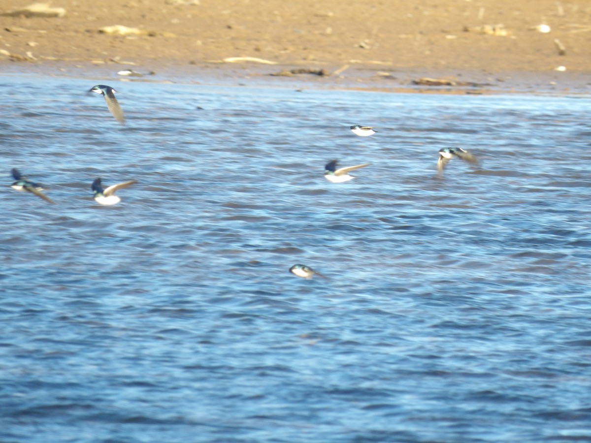 Древесная ласточка - ML650460075