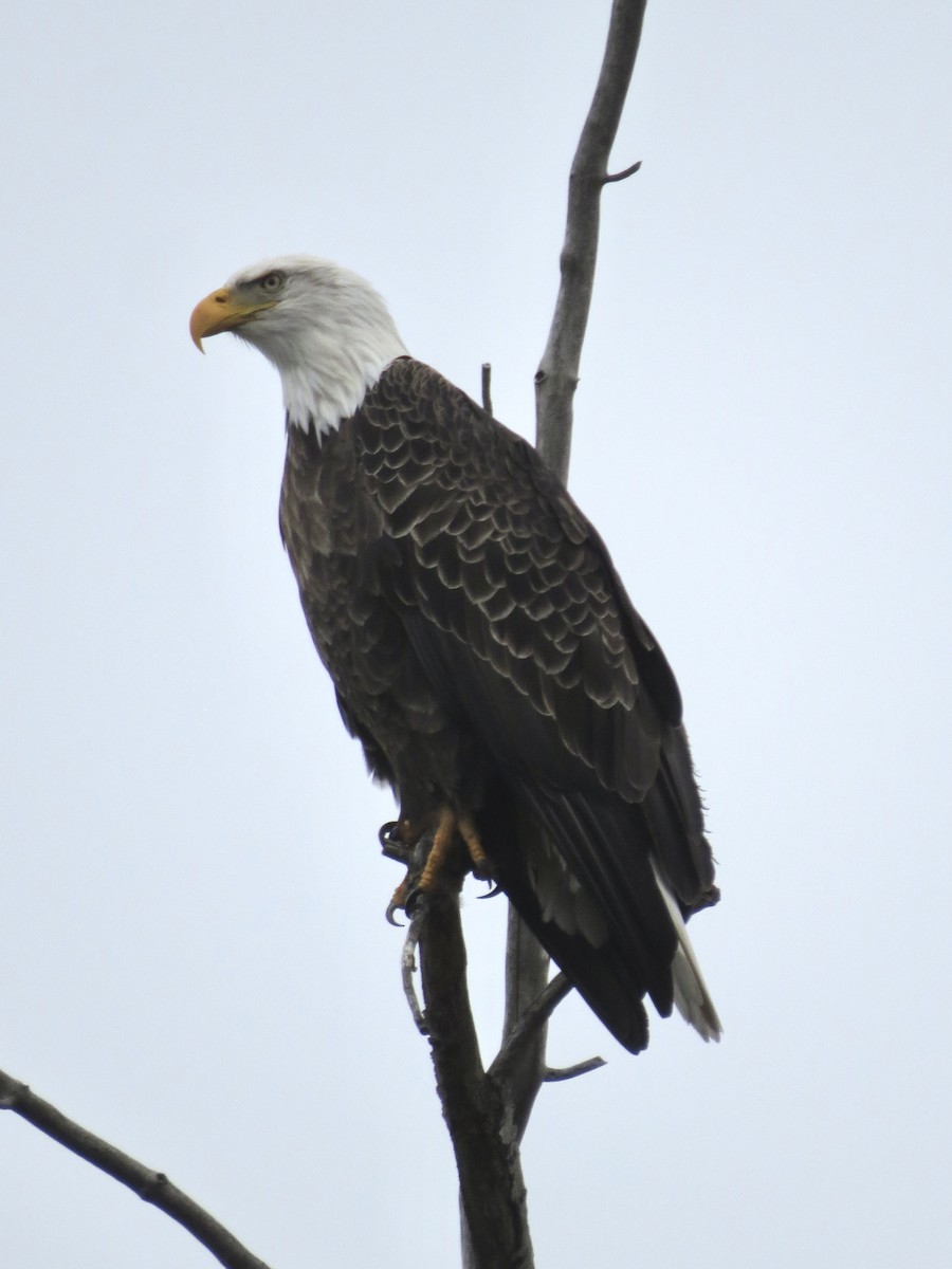 ハクトウワシ - ML650460107