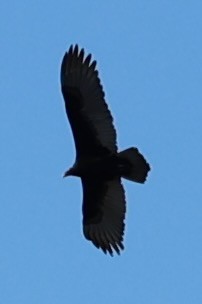 Катарта-индейка - ML650460171