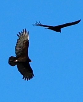 Катарта-индейка - ML650460172