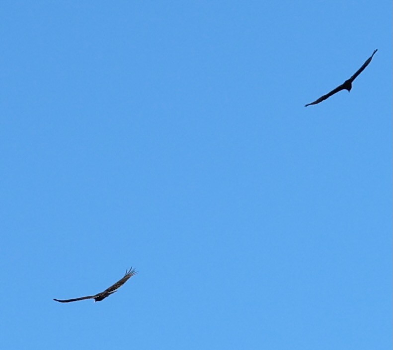 Катарта-индейка - ML650460174