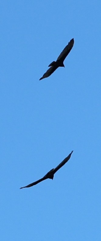 Катарта-индейка - ML650460175