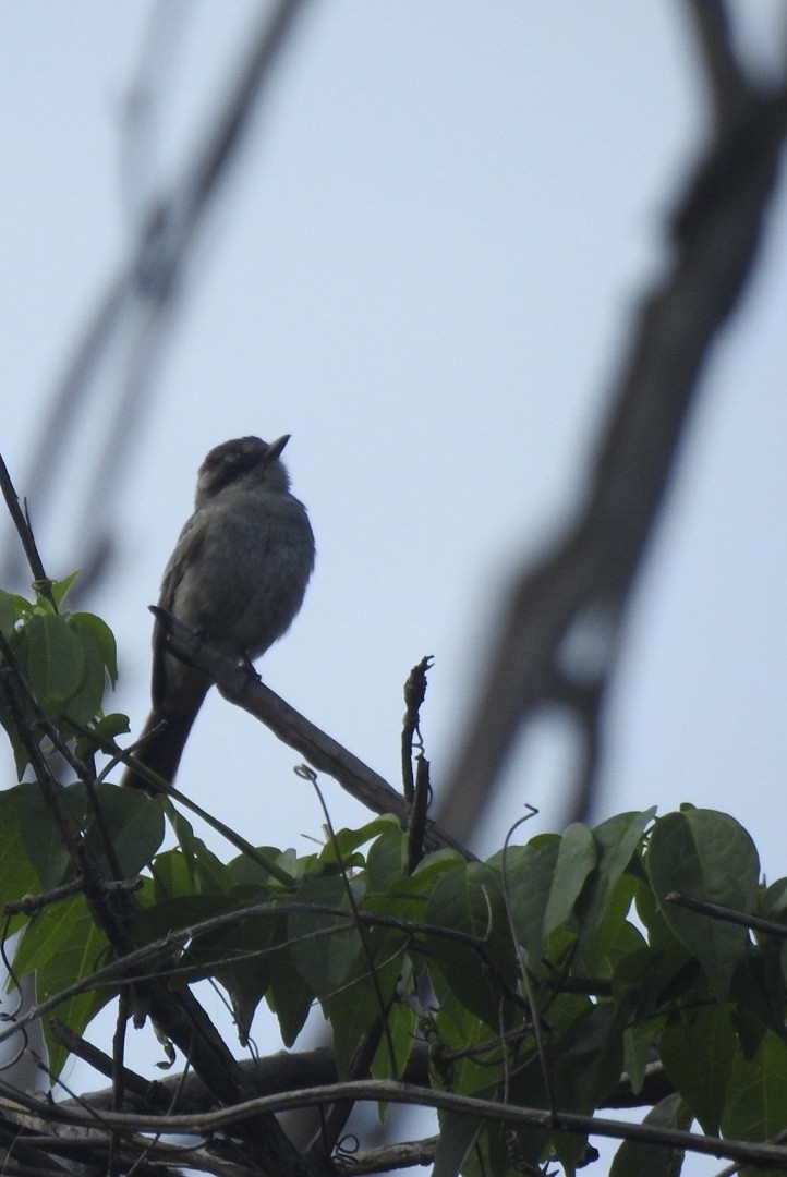 Crowned Slaty Flycatcher - ML650460303