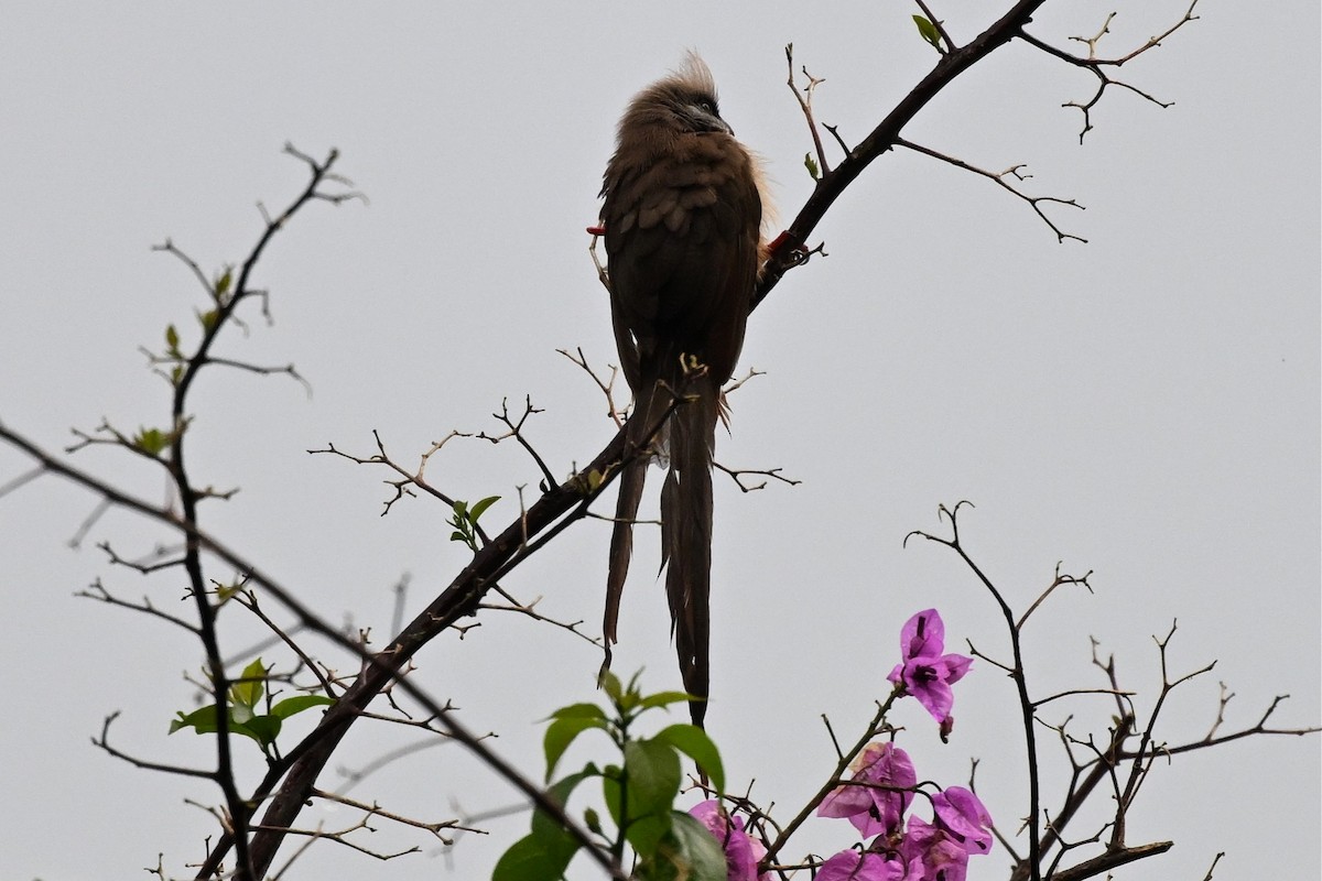 Бурокрылая птица-мышь - ML650460320
