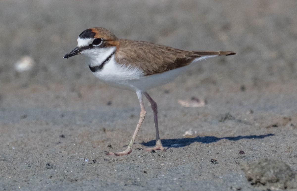 Collared Plover - ML650460425
