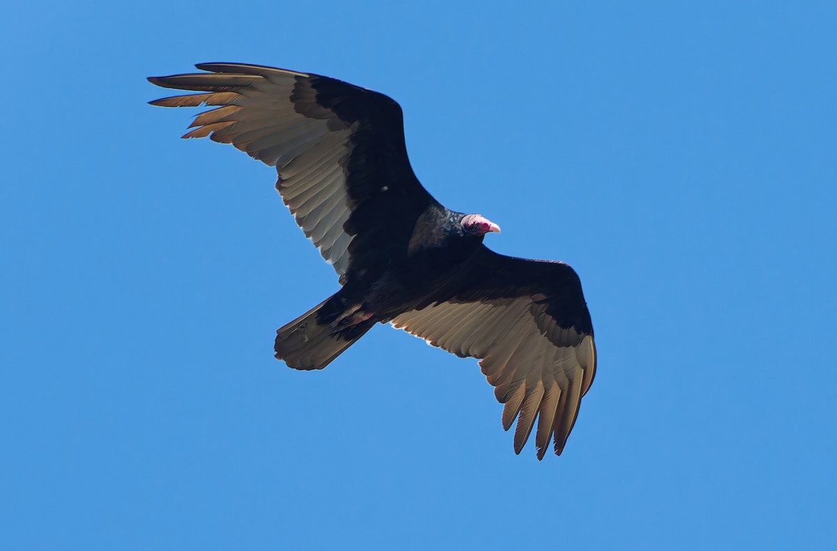 Катарта-индейка - ML650460535