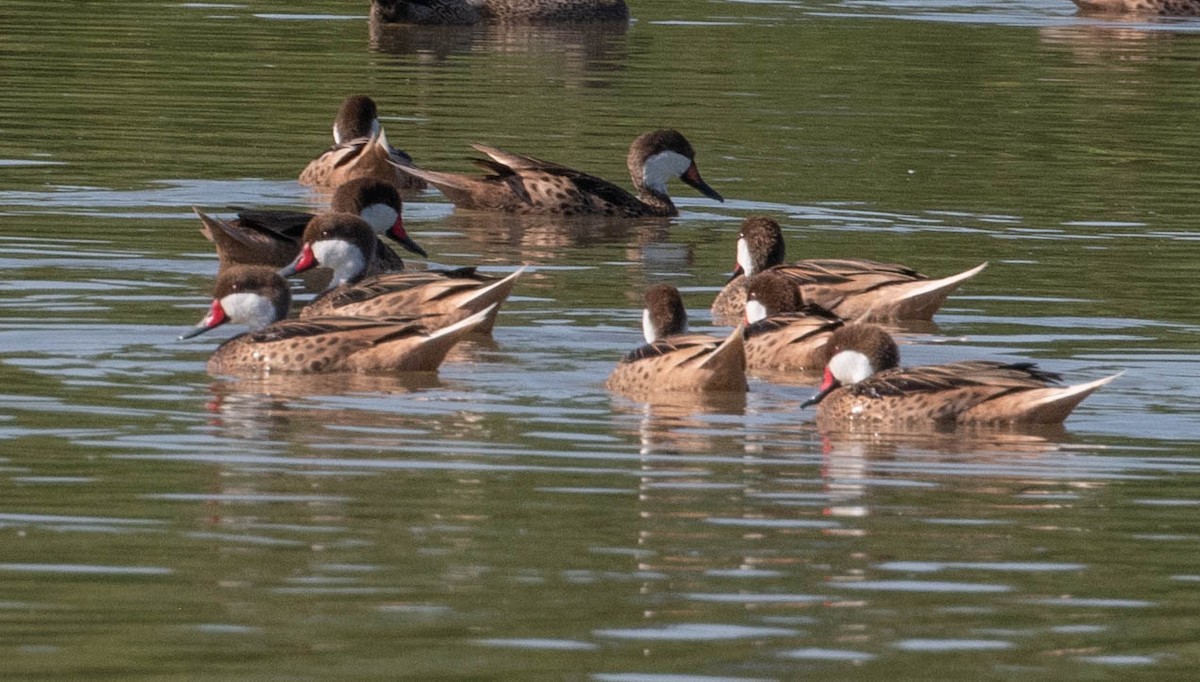 White-cheeked Pintail - ML650460610