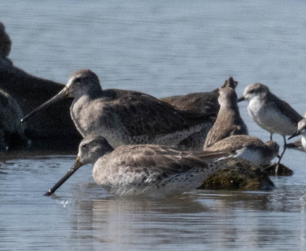 Short-billed Dowitcher - ML650460632