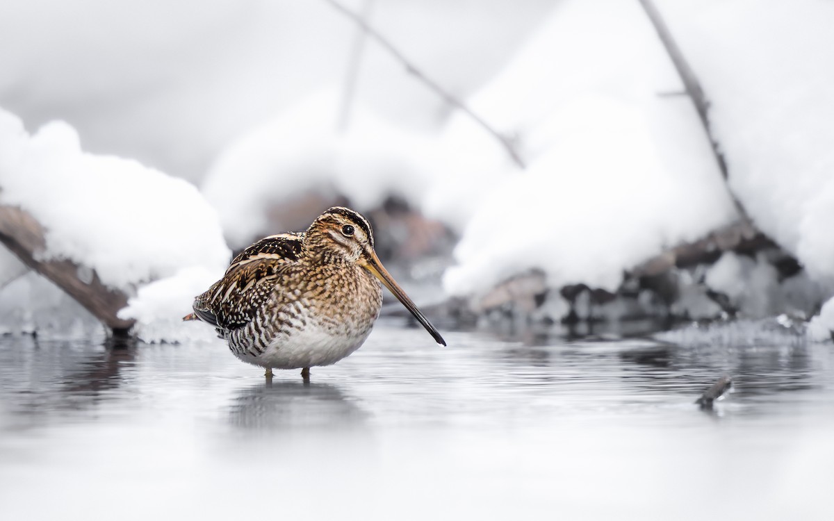 Wilson's Snipe - ML650460638