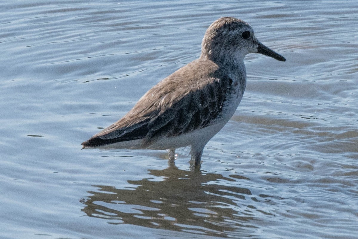 Western Sandpiper - ML650460642