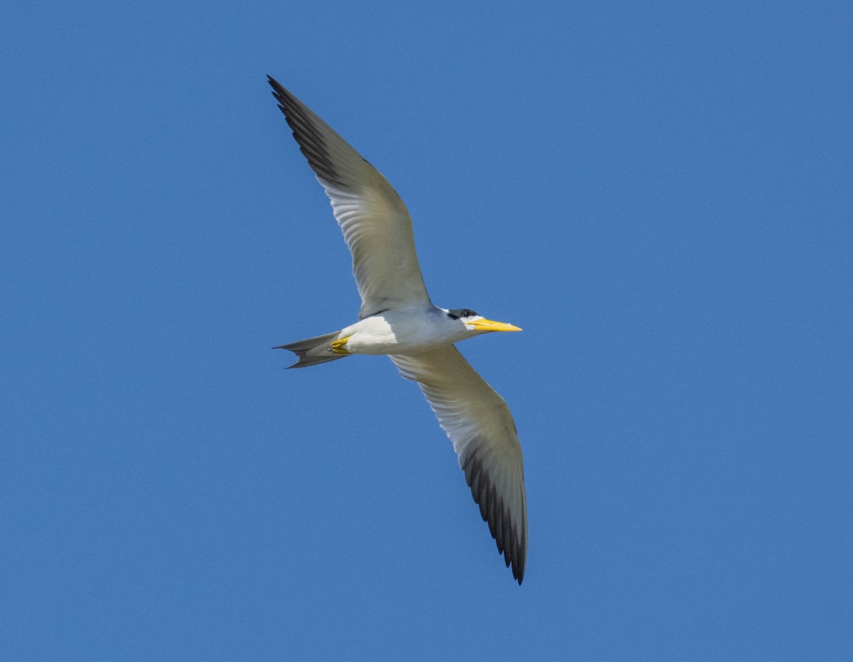 Large-billed Tern - ML650460656
