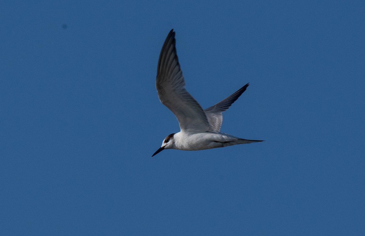 Common Tern - ML650460666