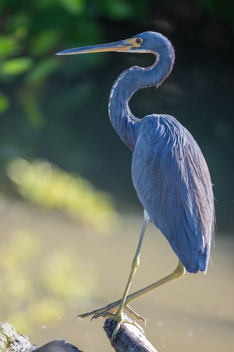 Tricolored Heron - ML650460685