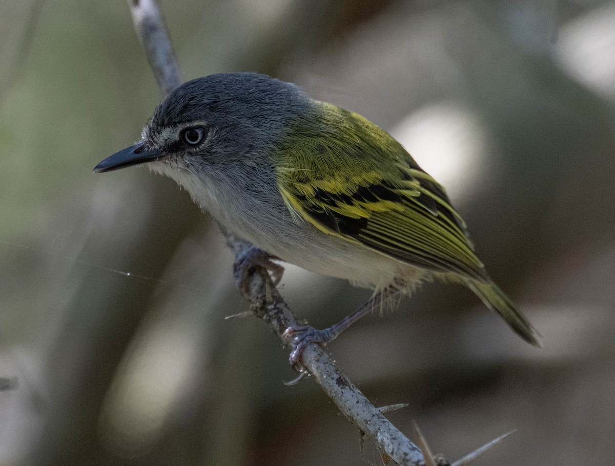 Slate-headed Tody-Flycatcher - ML650460717