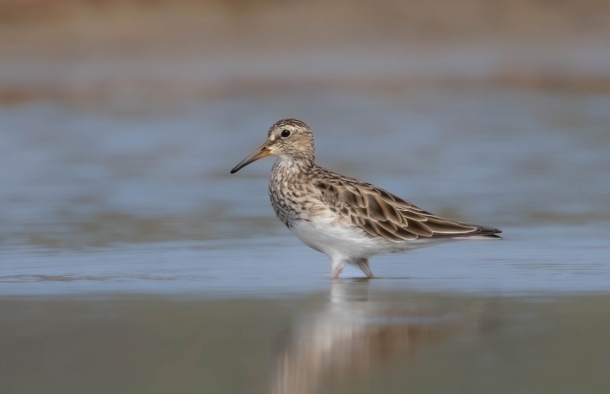 Txirri pektorala - ML650460748