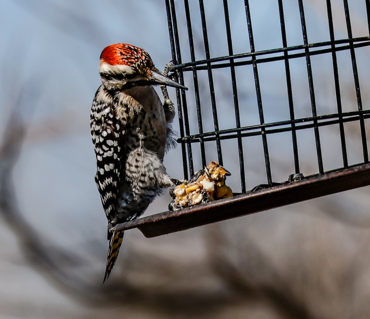 Meksika Alaca Ağaçkakanı - ML650460805