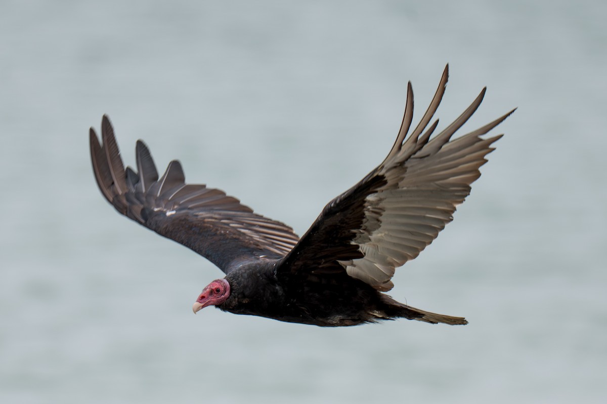 Катарта-индейка - ML650460840