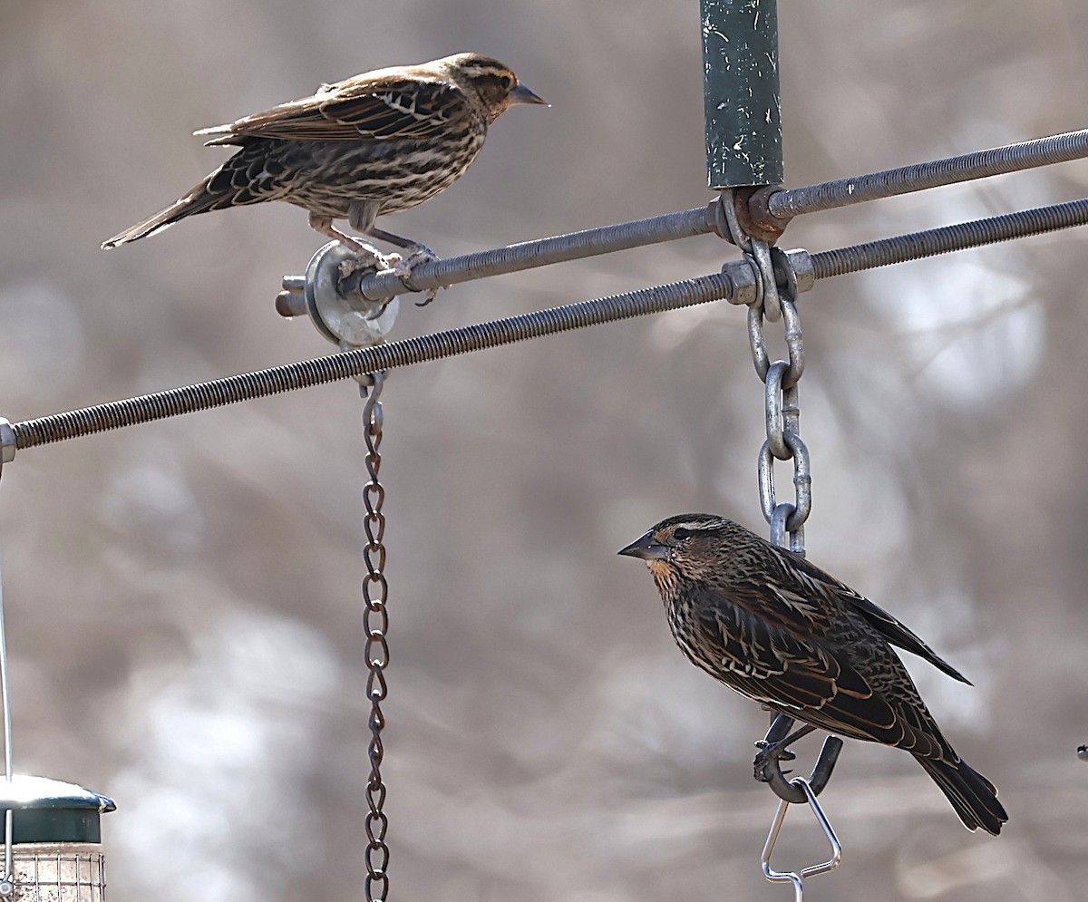 Al Kanatlı Karatavuk - ML650460846