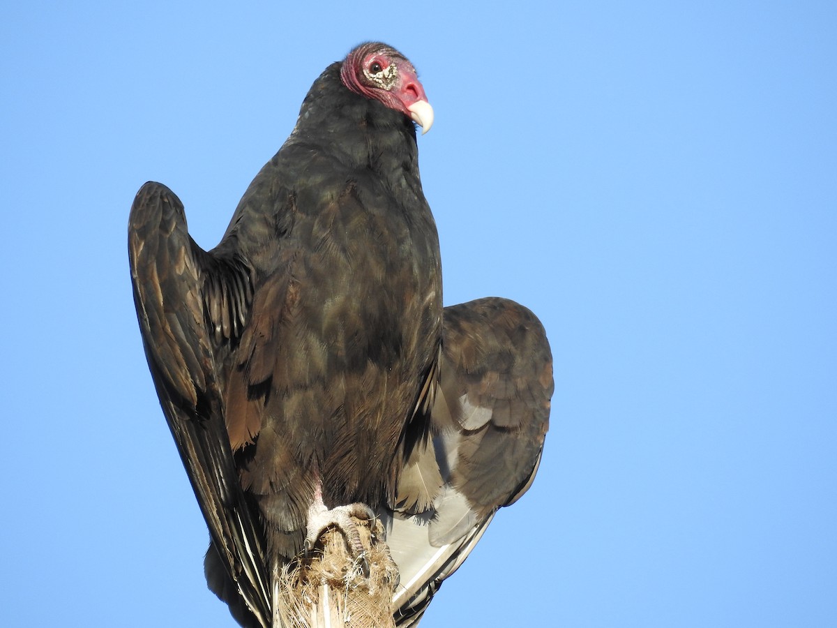 Катарта-индейка - ML650460876