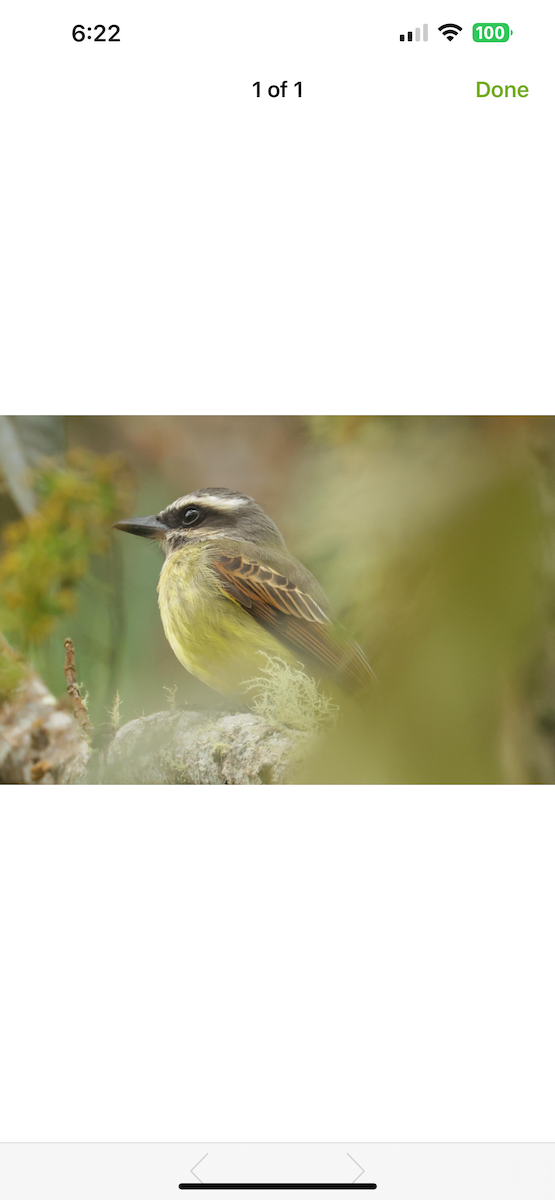 Golden-bellied Flycatcher - ML650461062