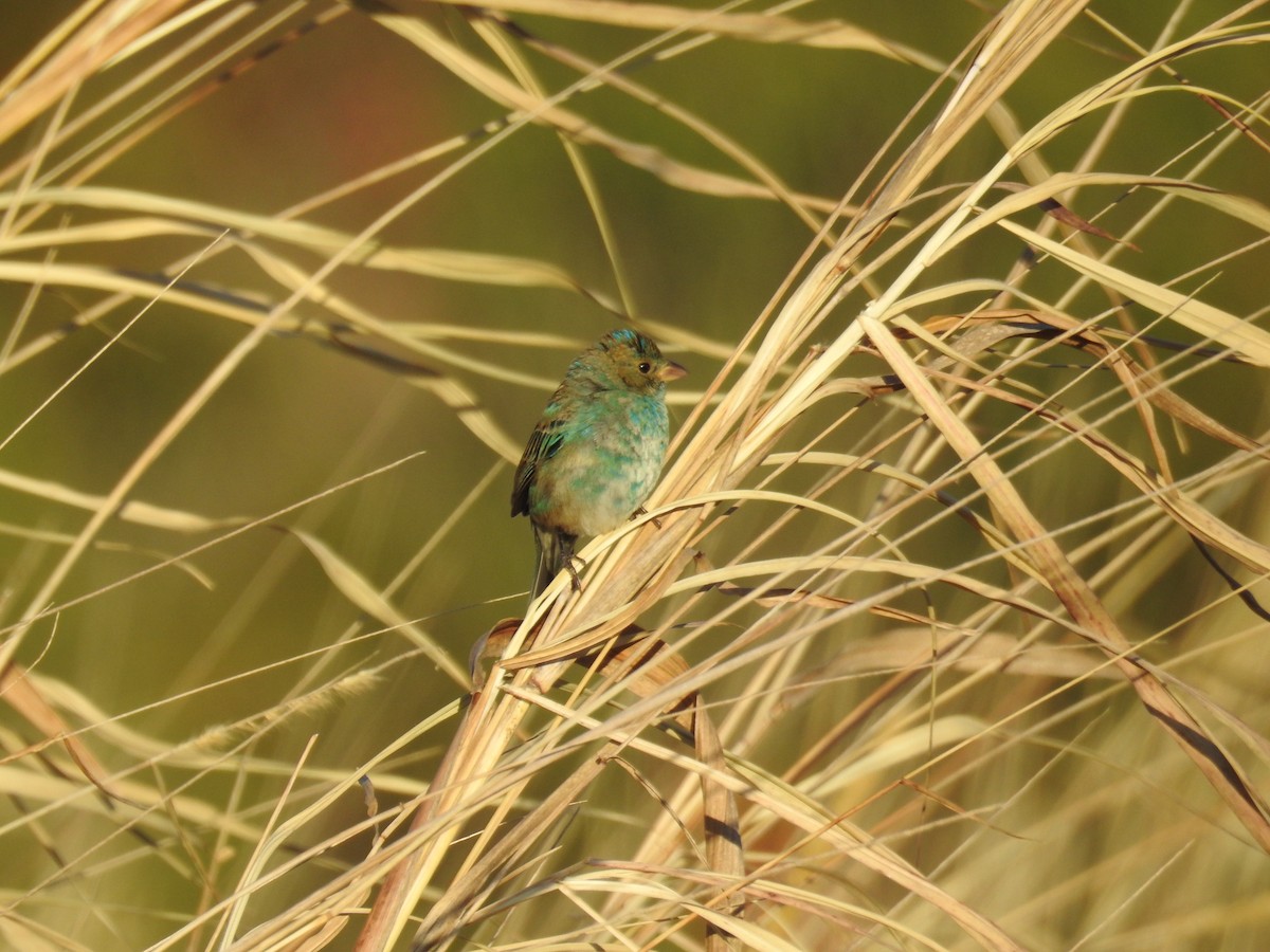 Azulillo Índigo - ML650461073