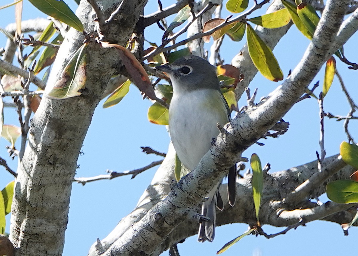 Blue-headed Vireo - ML650461128