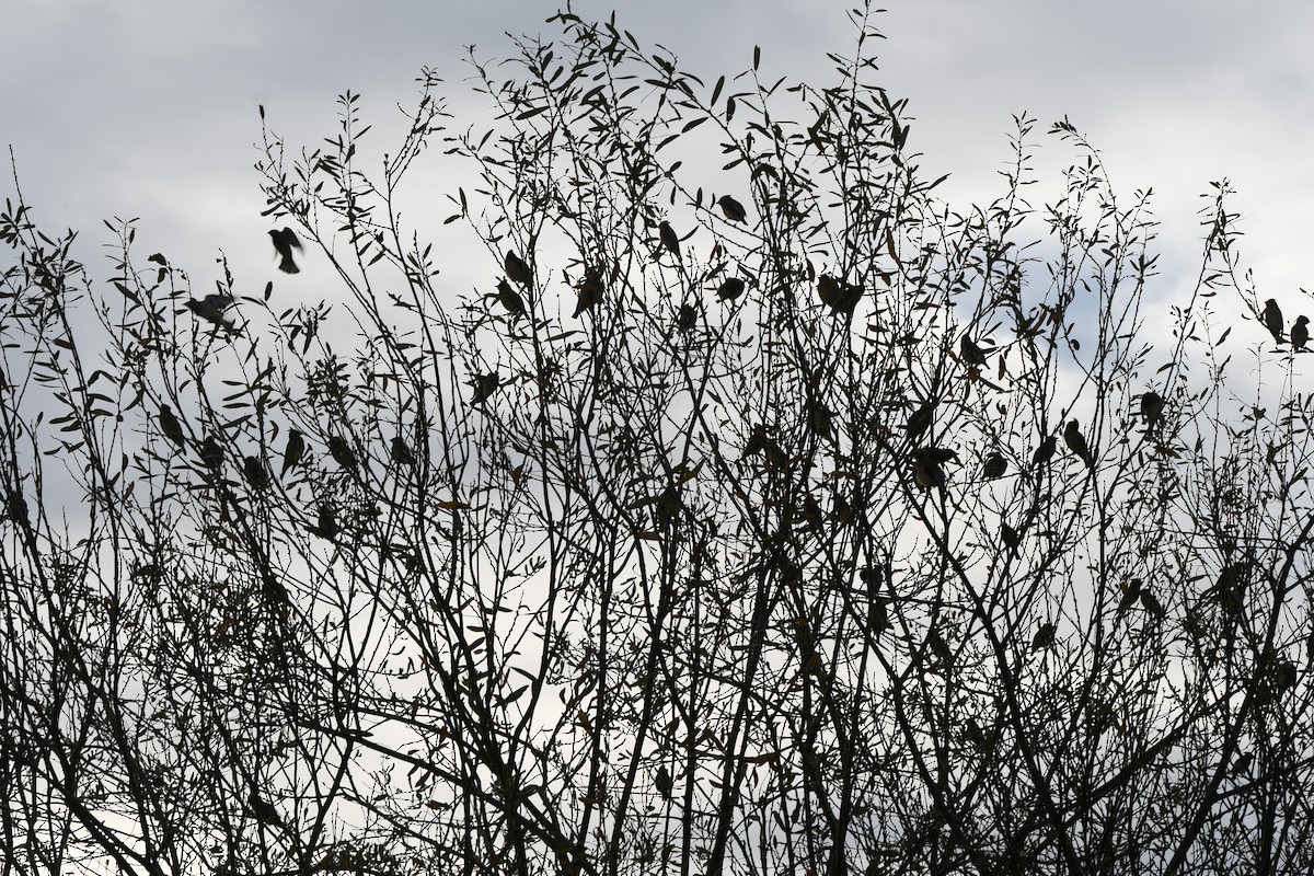 Sedir İpekkuyruğu - ML650461204