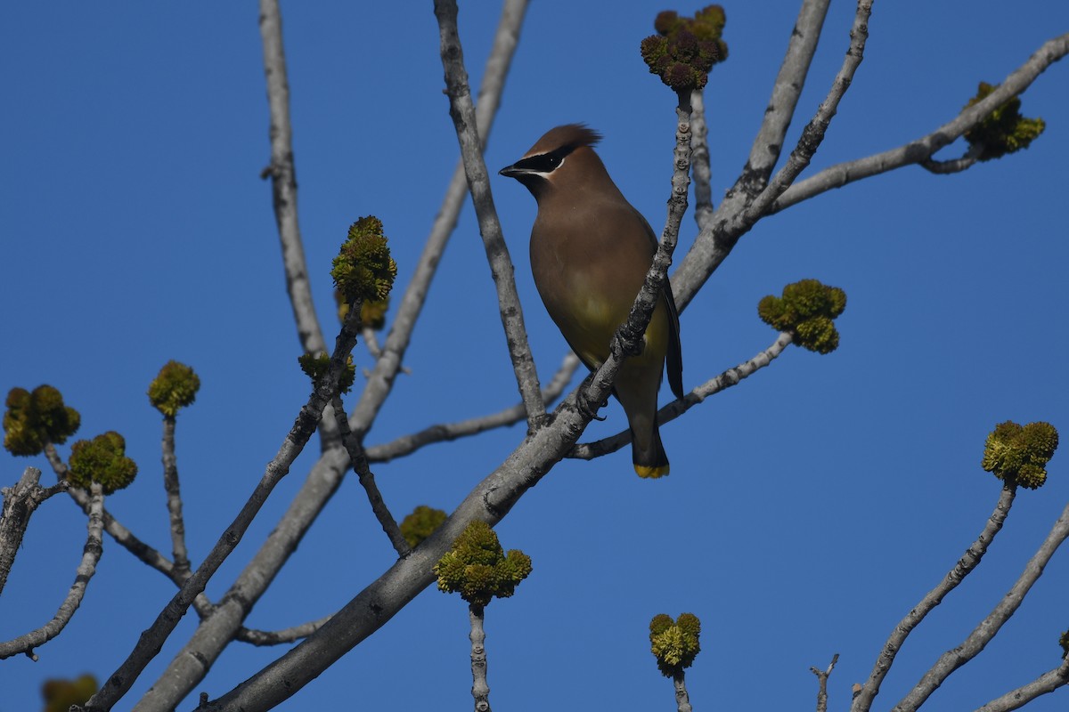 Sedir İpekkuyruğu - ML650461219