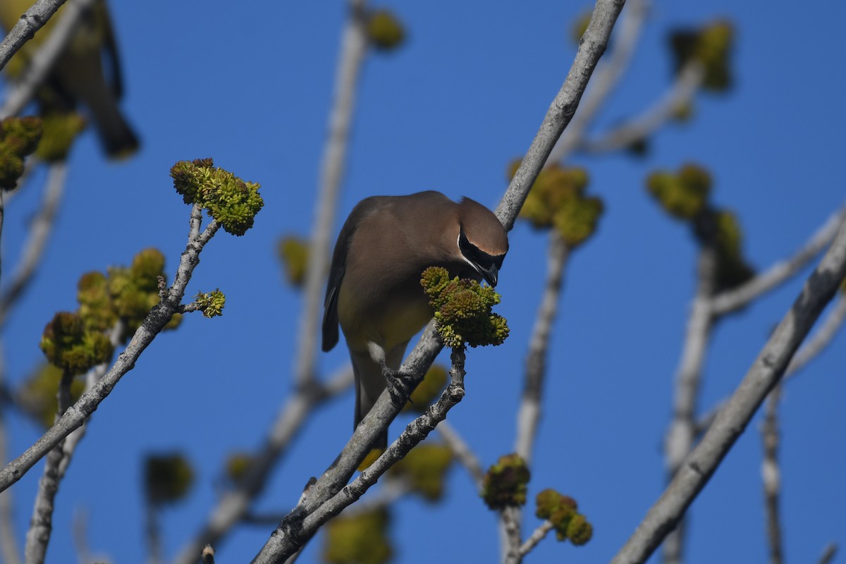 Sedir İpekkuyruğu - ML650461220