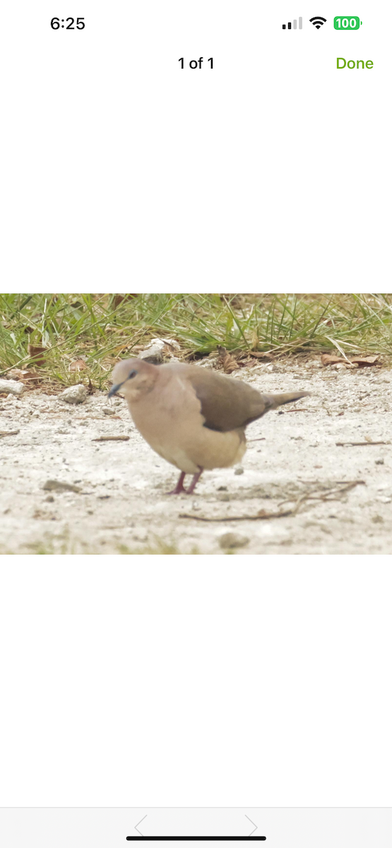 White-tipped Dove (White-tipped) - ML650461224