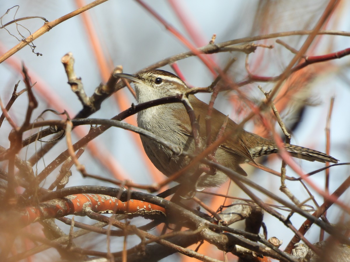 Bewick's Wren - ML650461245