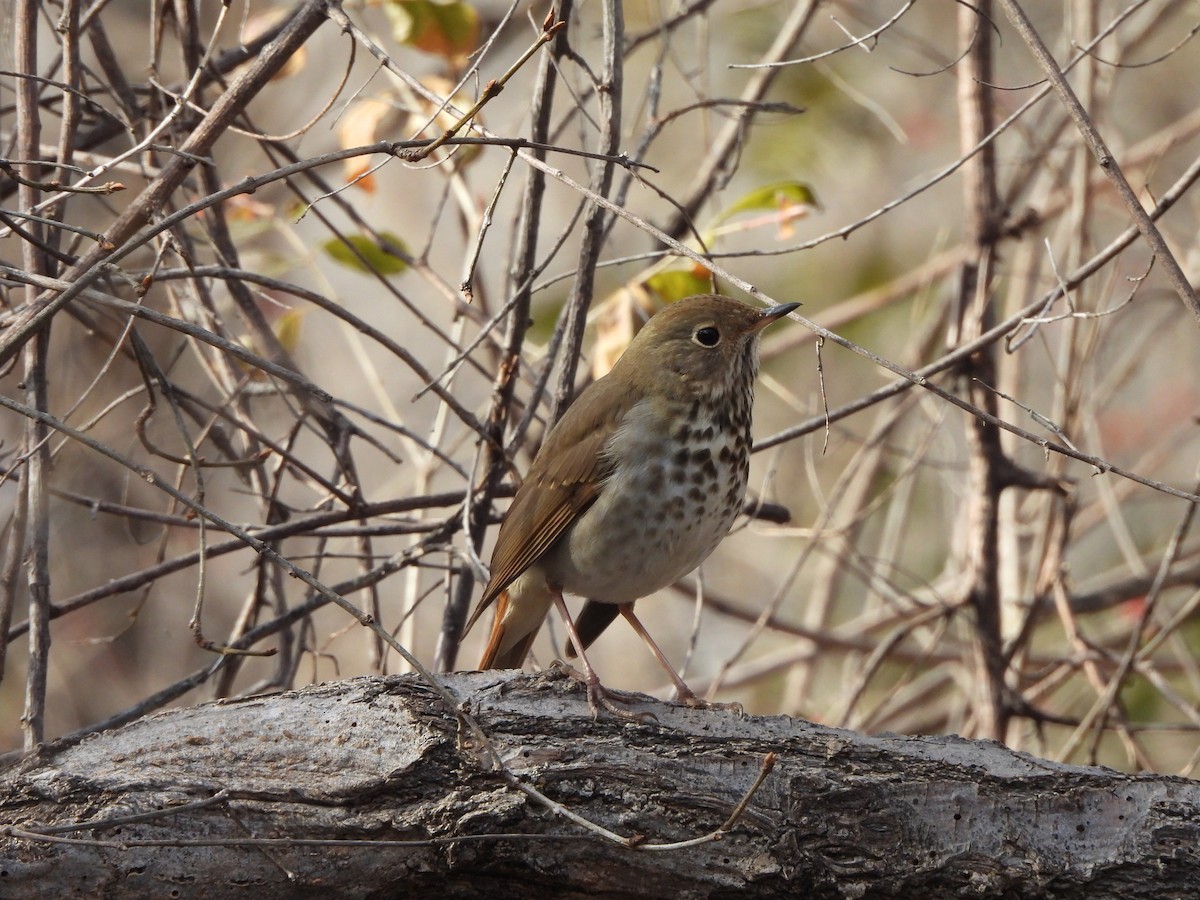 קיכלי חלוד-זנב - ML650461262