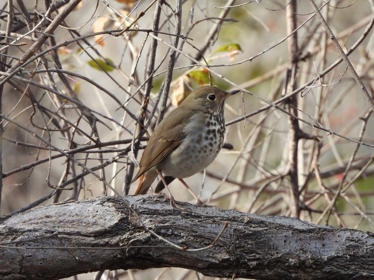 קיכלי חלוד-זנב - ML650461263