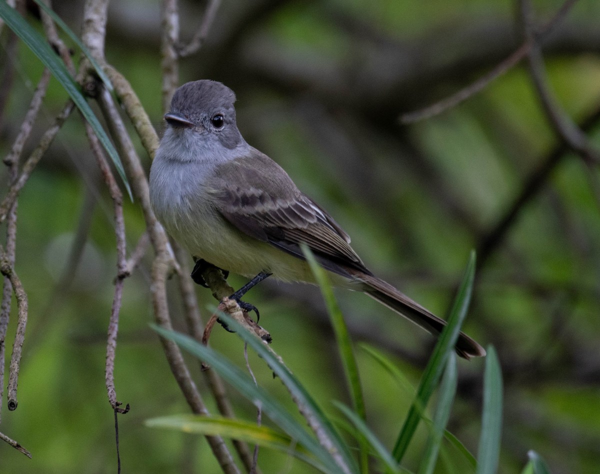 Panama Flycatcher - ML650461408