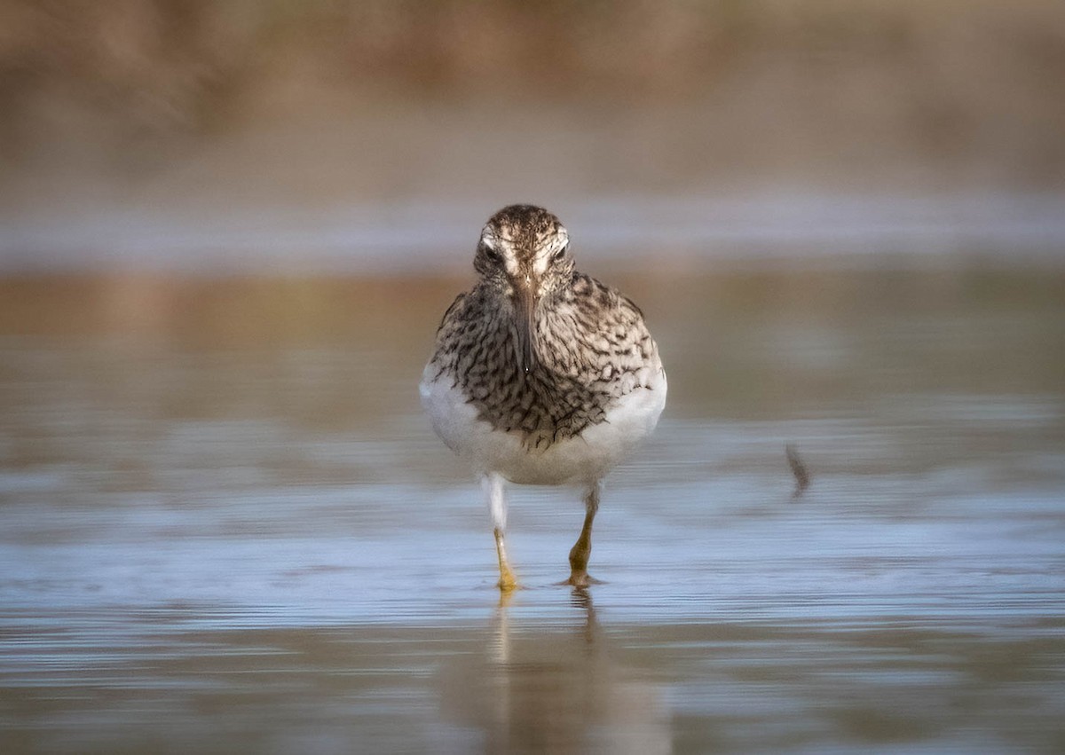 Txirri pektorala - ML650461433