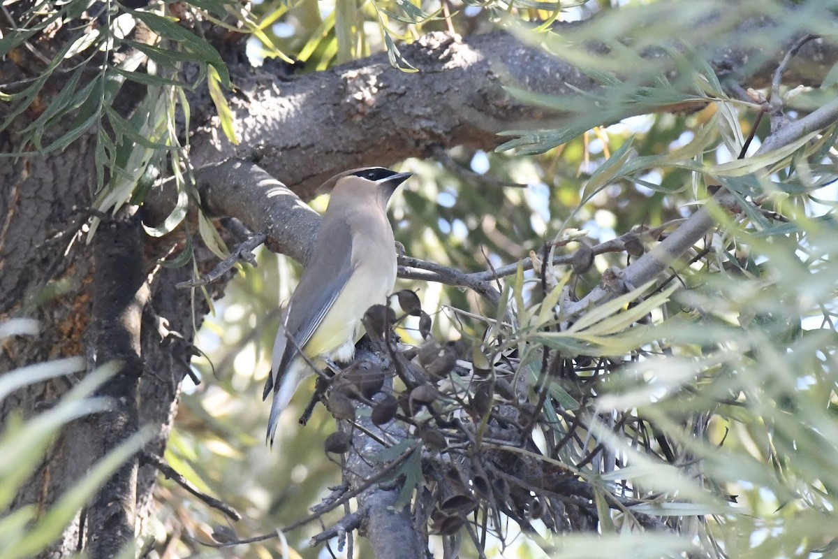 Sedir İpekkuyruğu - ML650461447