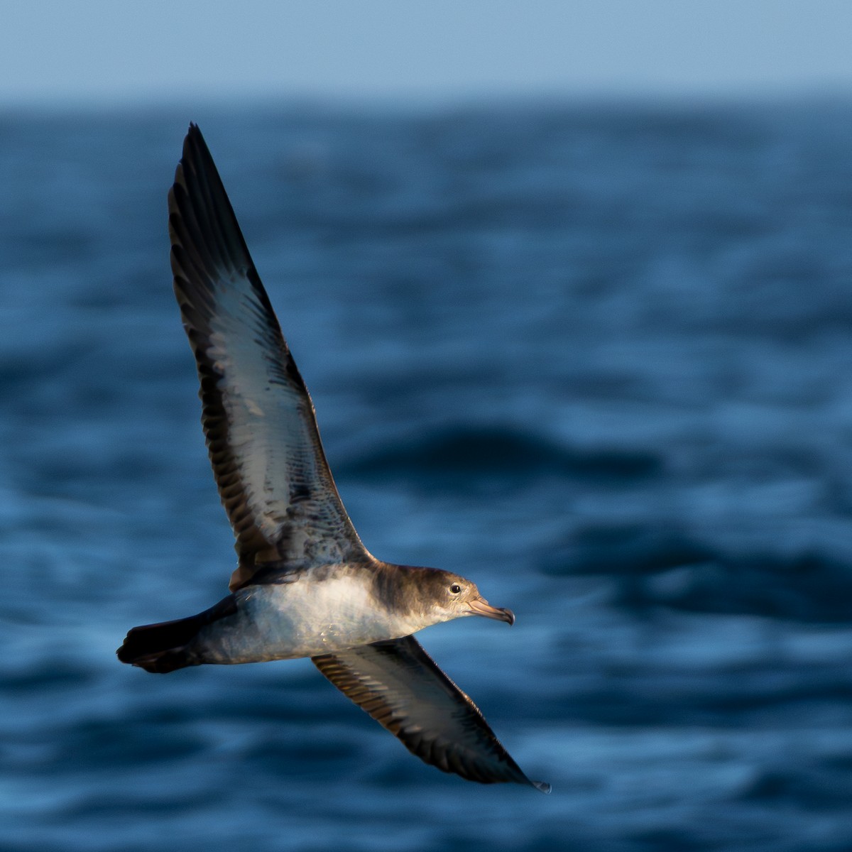 Pink-footed Shearwater - ML650461651