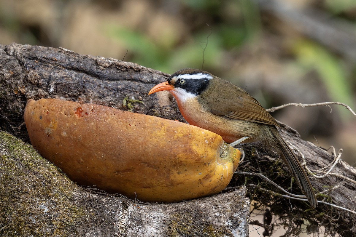 Силамбан буроголовий - ML650461815