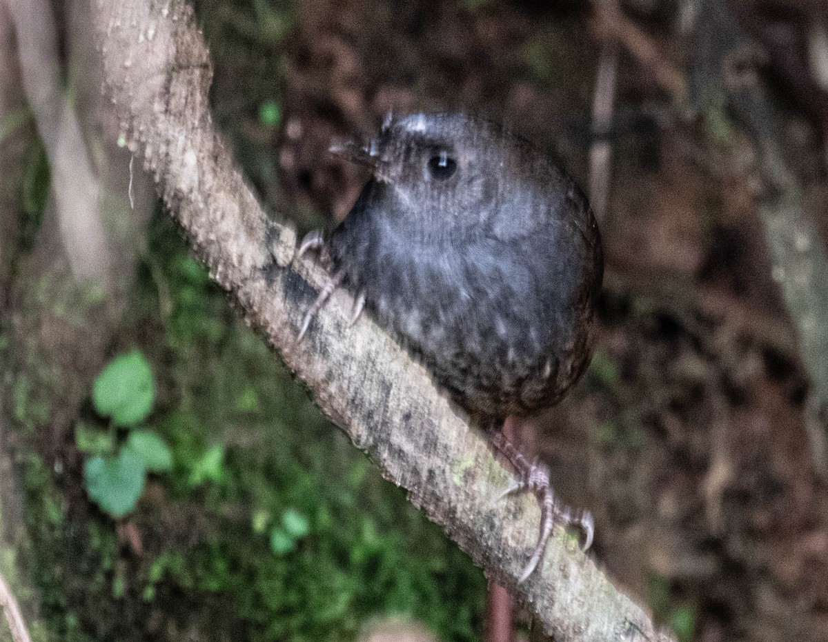 Santa Marta Tapaculo - ML650461858